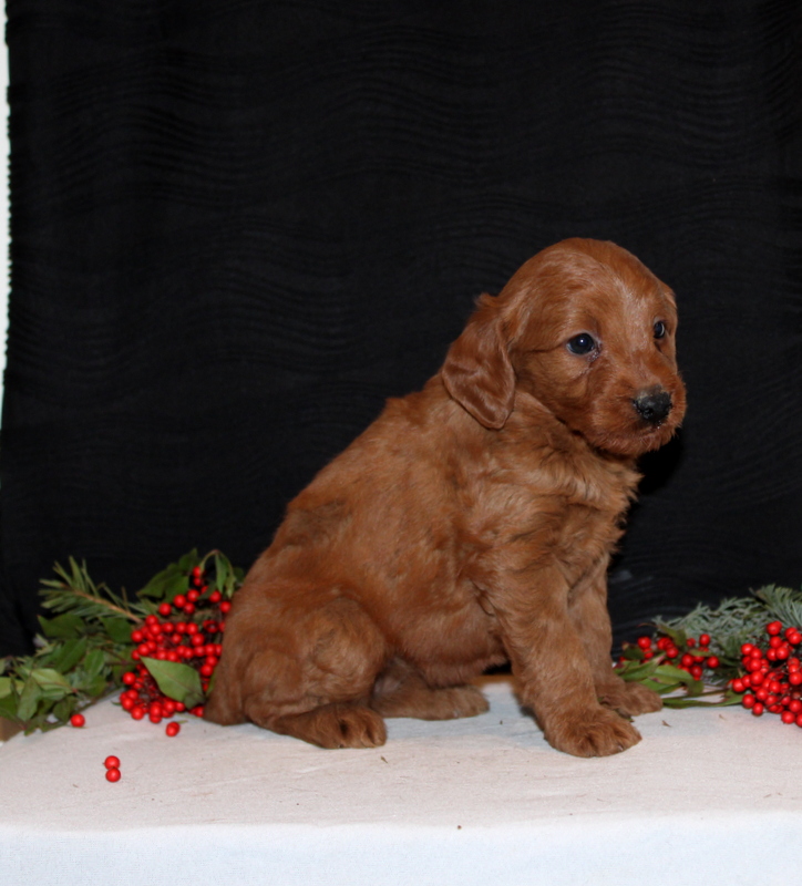 puppy, for, sale, Mini Goldendoodle F1, Matthew B. Stoltzfus, dog, breeder, Gap, PA, dog-breeder, puppy-for-sale, forsale, nearby, find, puppyfind, locator, puppylocator, aca